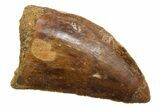 Serrated, Carcharodontosaurus Tooth - Real Dinosaur Tooth #351610-1